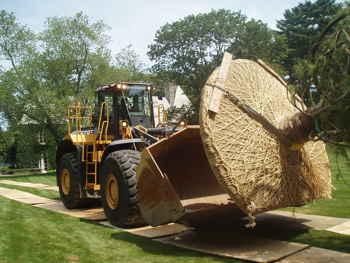 Big Tree Planting