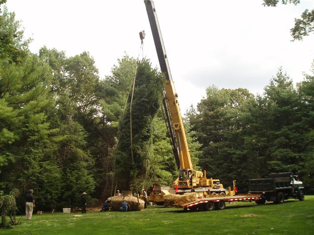 Big Tree Planting