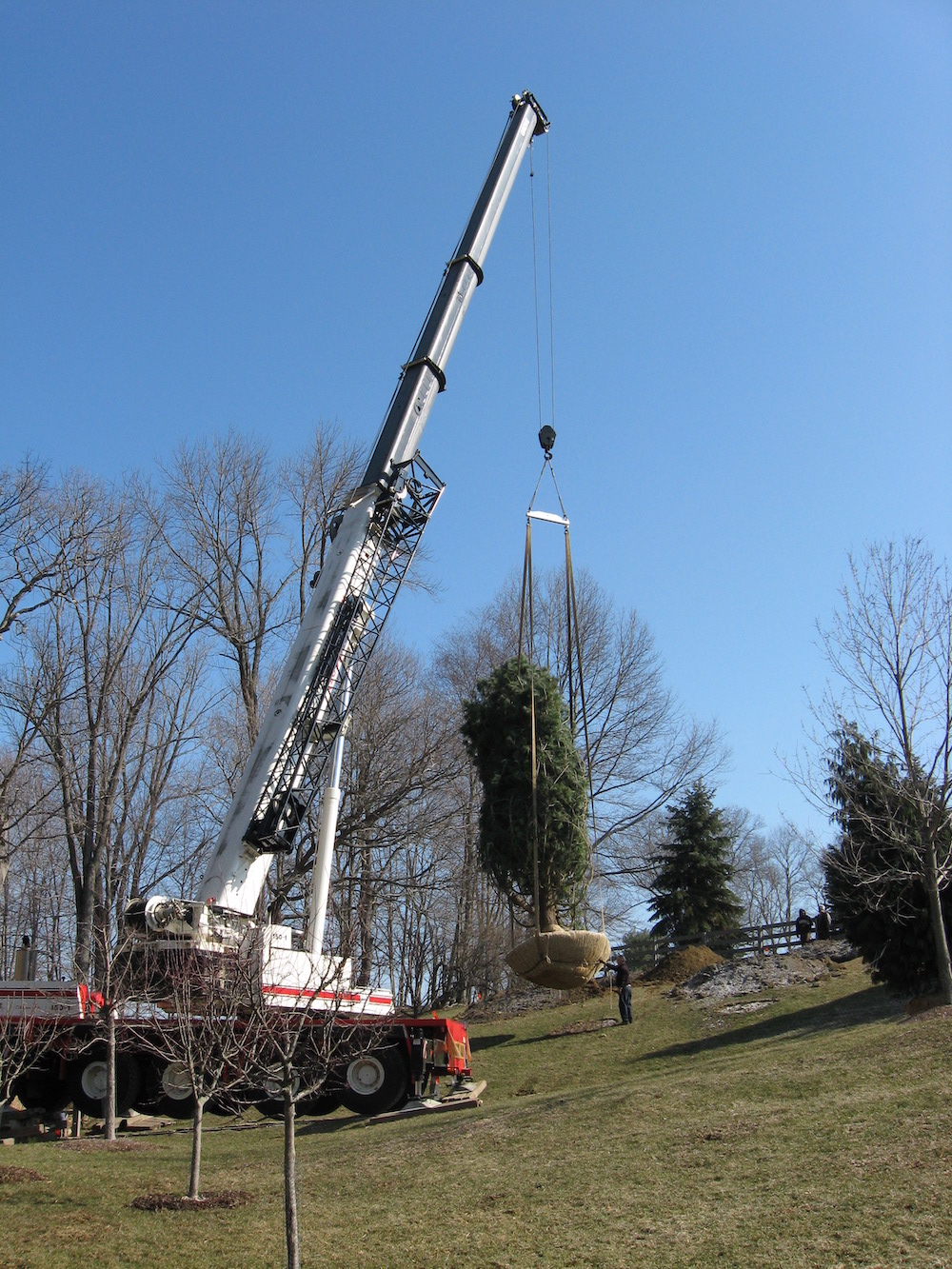 Big Tree Planting